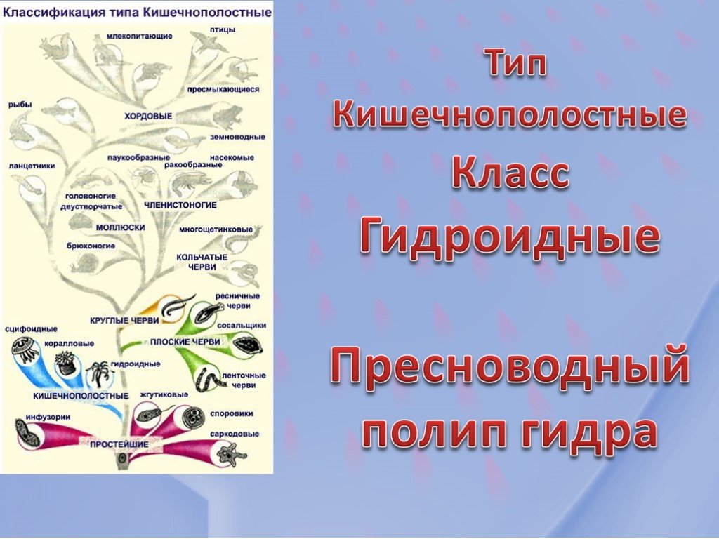 Как написать администрации даркнета кракен