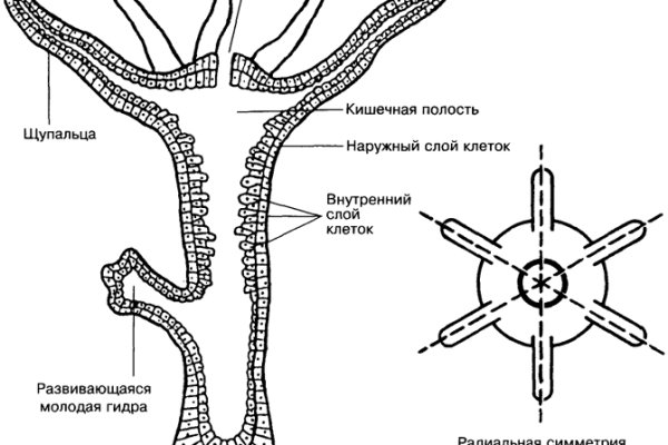 Кракен переход